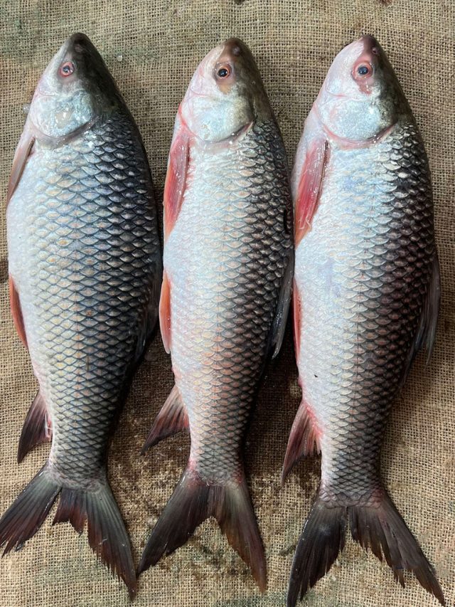 টাটকা মাছ চিনুন এইভাবে, মাছওয়ালার ৫ টিপসে ঠকবেন না