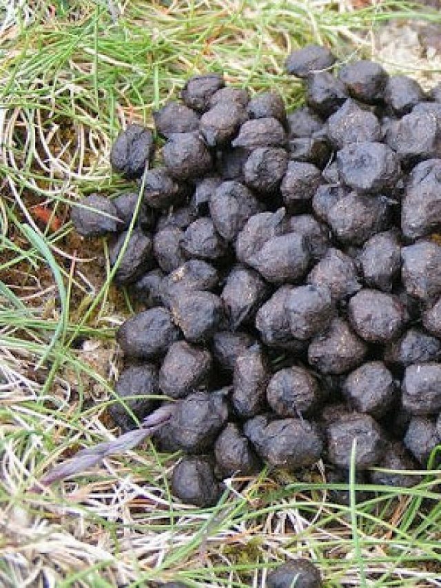 এই পশুর গোবর ফলন বাড়ায়! এভাবে বাড়িতে তৈরি করুন জৈব সার