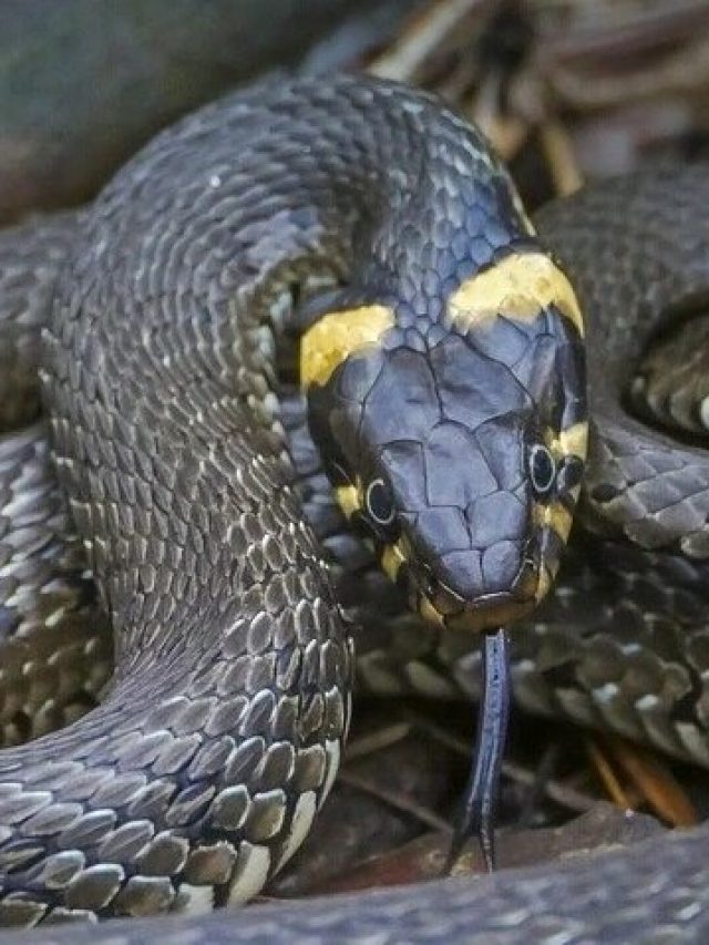 ঘরের ভিতর সাপ লুকিয়ে আছে, কীভাবে বুঝবেন?