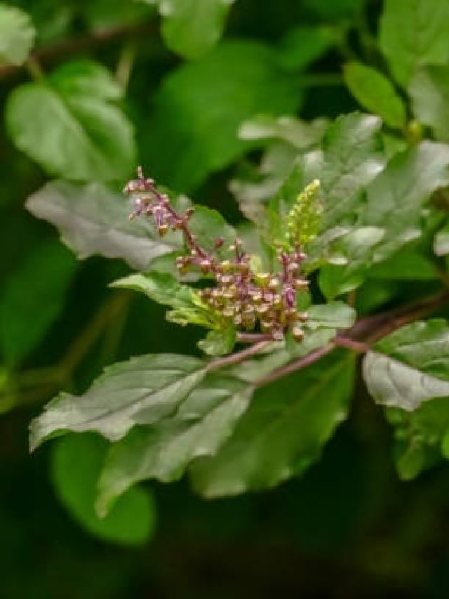 वैशाख पूर्णिमा पर करें तुलसी से जुड़ा एक काम, मां लक्ष्मी पैसों के साथ देंगी आशीर्वाद