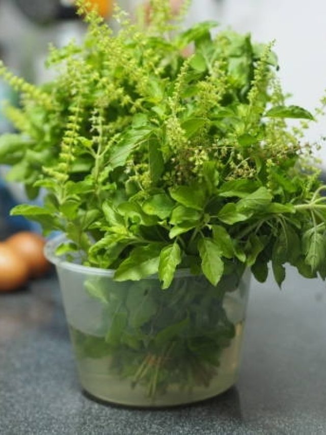 विजया एकादशी पर तुलसी से जुड़े करें ये एक काम, मां लक्ष्मी हो जाएंगी प्रसन्न