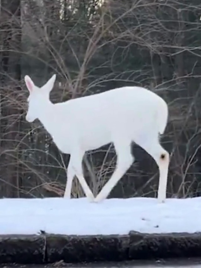 Video: जब जंगल में दिखा मोती सा चमकता हिरण, लोगों को नहीं हुआ यकीन!