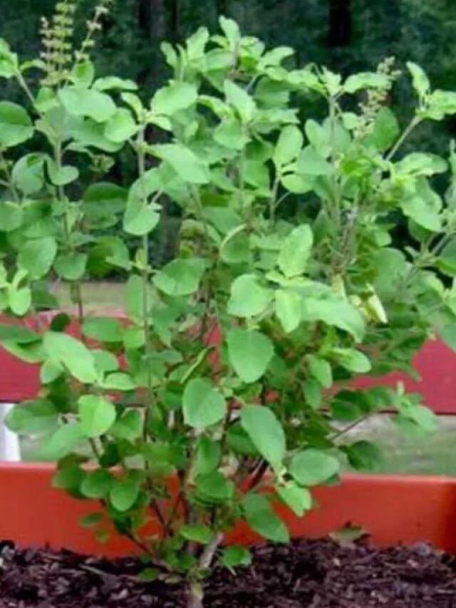বাড়িতে তুলসী গাছ থাকলে এই নিয়ম অবশ্যই মানুন, তবেই টাকা আসবে