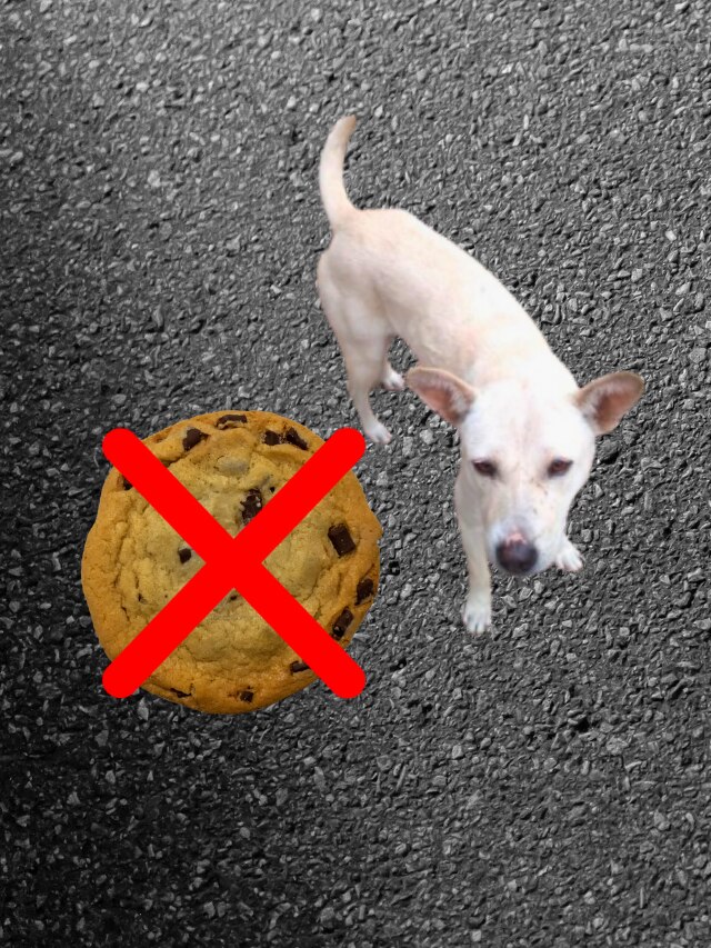 লালু-ভুলুদের এই বিস্কুট ভুলেও খাওয়াবেন না