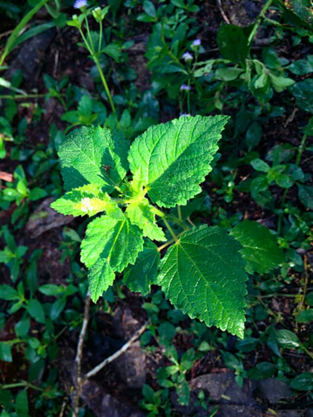বাড়ির আশেপাশে এই গাছ দেখলে সাবধান, ছুঁলেই কারেন্ট মারে