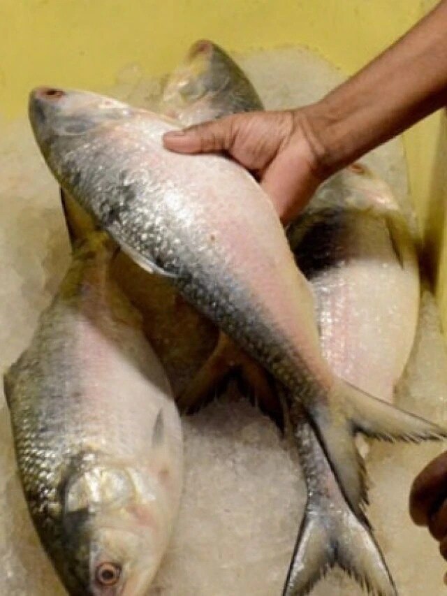 ইলিশ বাজারে এসে গিয়েছে, ভাল মাছ কীভাবে চিনবেন?