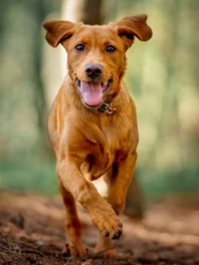 কুকুর কাঁদলে এসব হয়, জেনে নিন