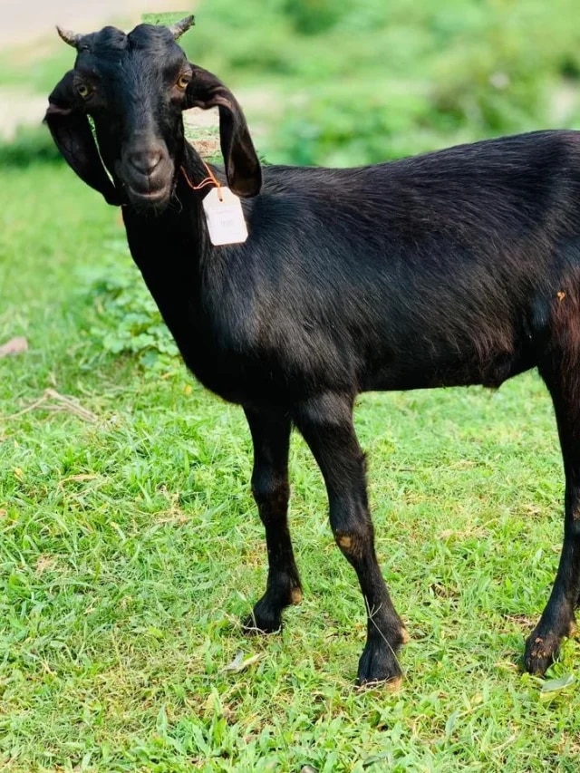 খাসি আর পাঁঠার মধ্যে পার্থক্যটা কোথায়? অনেকেই ভুল জানেন