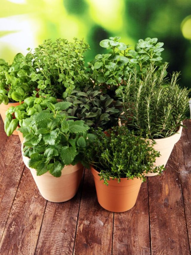 घर में लगाएं ऑक्सीजन से भरपूर ये 6 पौधे, शुद्ध रहेगा वातावरण