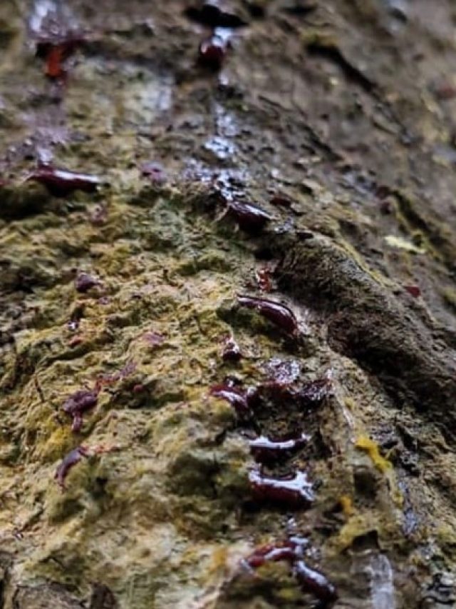 এই গাছ থেকে লাল রক্ত বেরোয়, উত্তরবঙ্গে রয়েছে