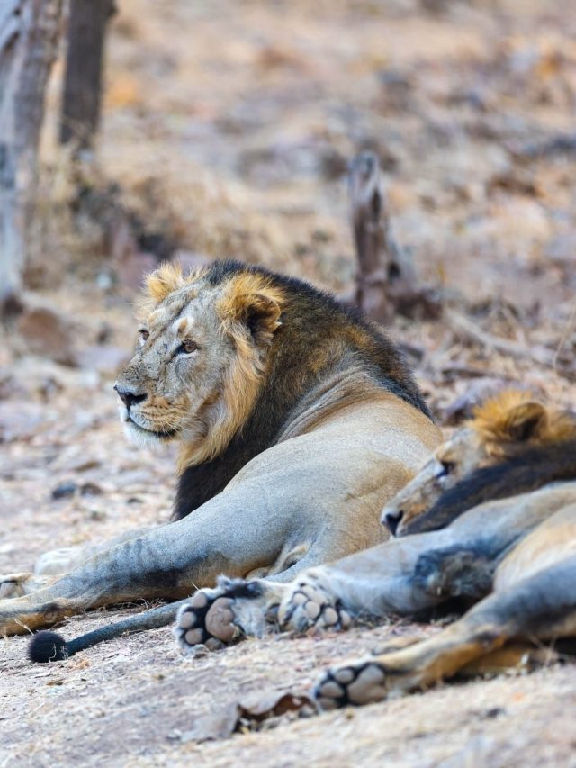 शेर, शावक और उनका परिवार... PM मोदी ने शेयर की गिर वन में अपने कैमरे से ली गईं तस्वीरें