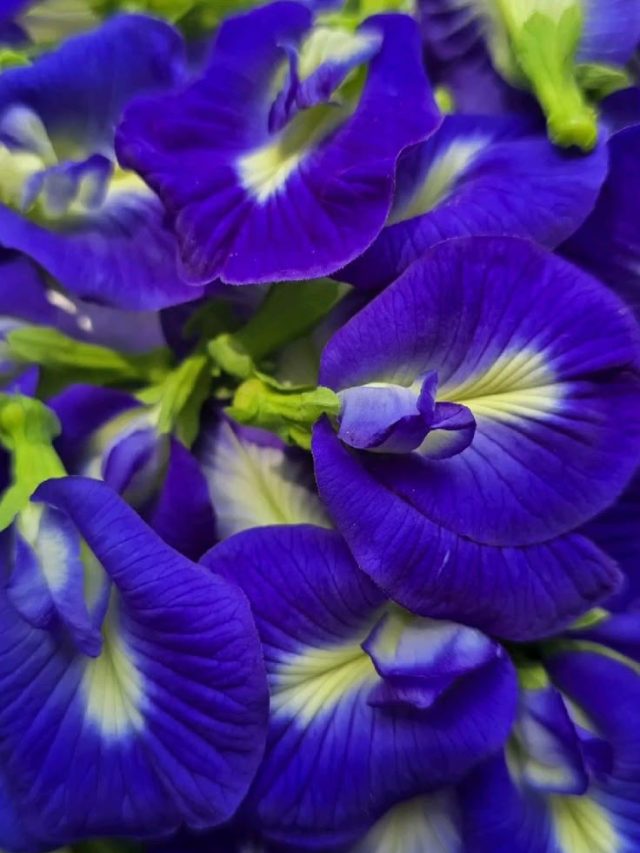 अपराजिता के पौधे में डालें ये देसी खाद, गर्मियों में खिलेंगे भरपूर फूल!