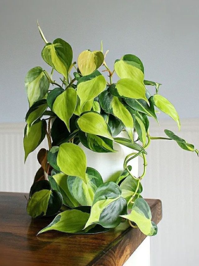 मनी प्लांट में डालें 10 रुपए का ये पाउडर, होगी जबरदस्त ग्रोथ