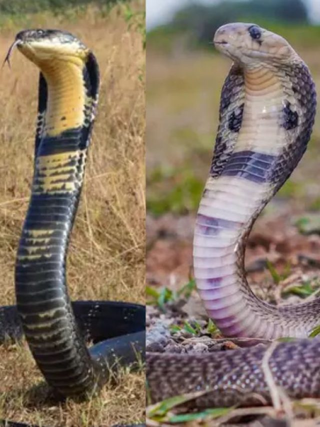 কোনটা কোবরা-কোনটা কিং কোবরা সাপ? বাড়িতে ঢুকলে এভাবে চিনুন