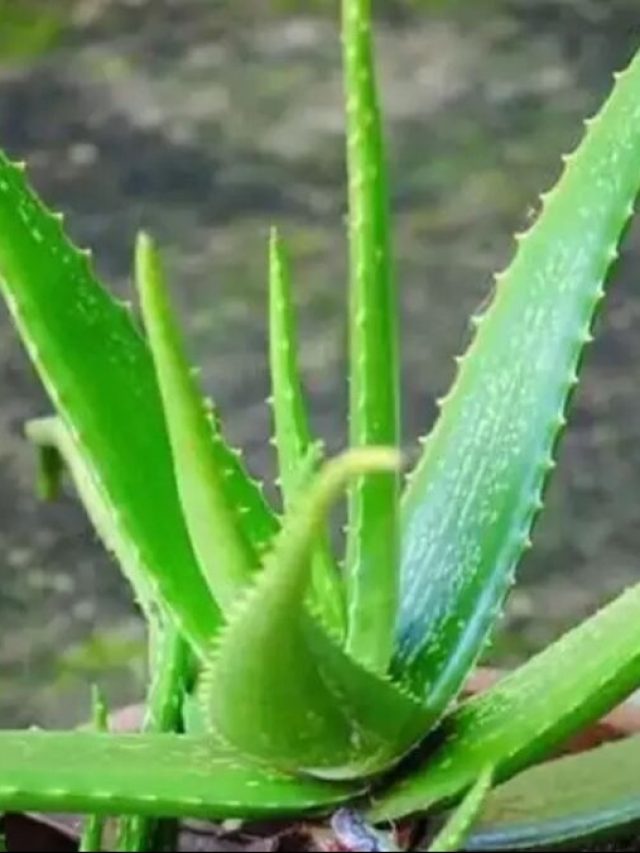 एलोवेरा की अच्छी ग्रोथ के लिए फॉलो करें ये ट्रिक, पत्ते भी होंगे मोटे