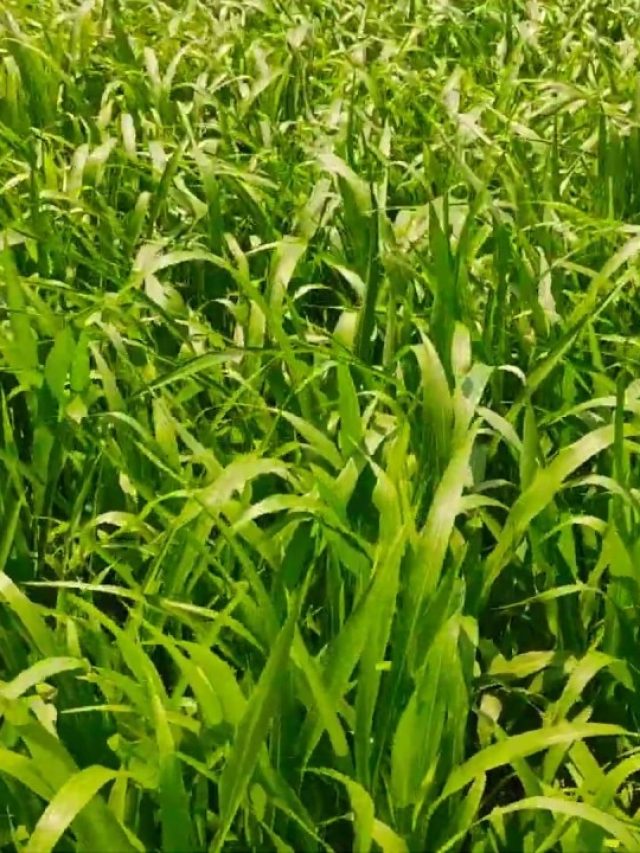 सिर्फ घास की खेती से लाखों की कमाई, जानें क्या है तरीका