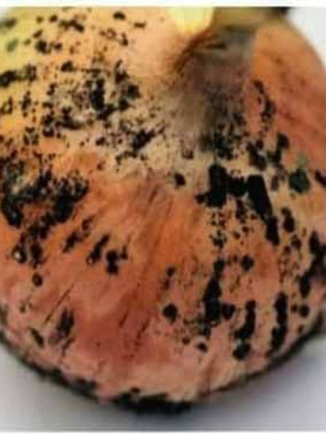 प्याज पर दिख रहे काले धब्बों के बारे में जान जाएंगे, तो कभी नहीं खरीदेंगे