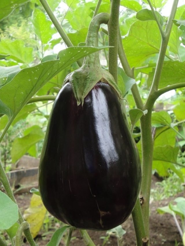 गमले में लगे बैंगन की पैदावार बढ़ानी है? ऐसे करें देखभाल