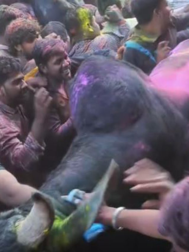 Video:होली की मस्ती में रंग में भंग, अचानक घुसा सांड और फिर...