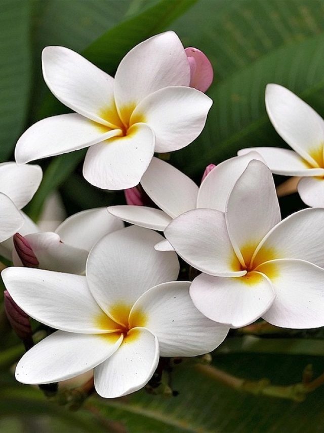 गमले में जरूर लगाएं फूलों वाले ये पौधे, खुशबू से महक उठेगा घर