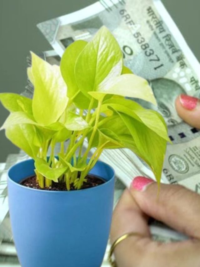বাড়ির এই কোণায় রাখুন মানি প্ল্যান্ট,  চুম্বকের মতো টাকা টানবে