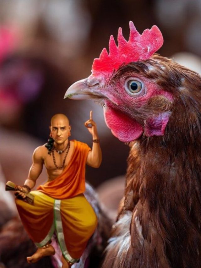 মুরগির এই গুণ রপ্ত করলেই সফল পুরুষ: চাণক্য নীতি