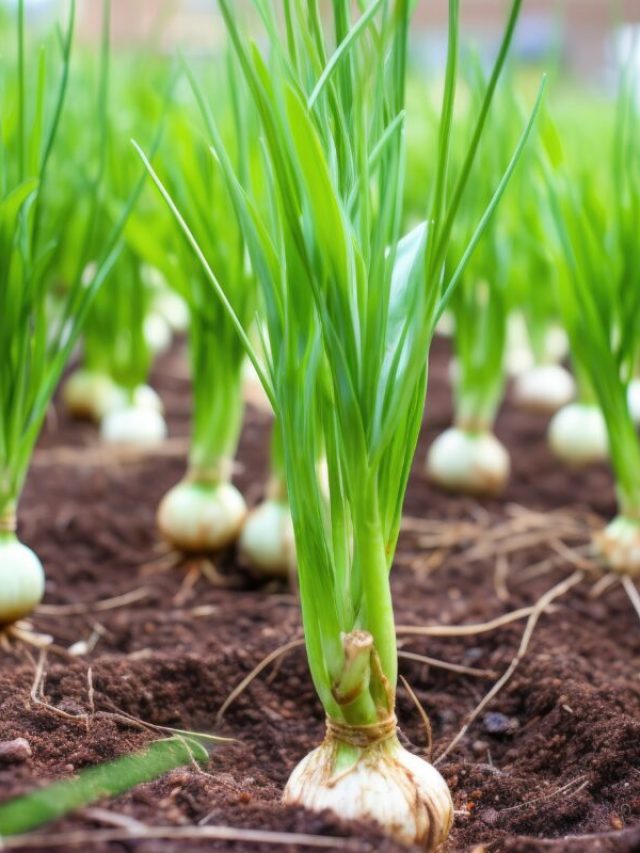 गमले में कैसे उगाएं लहसुन? समझिए सही तरीका...