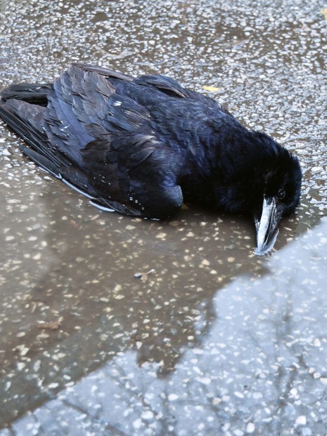 বাড়ির ছাদে মরা কাক, কীসের ইঙ্গিত? জানলে গায়ে কাঁটা দেবে