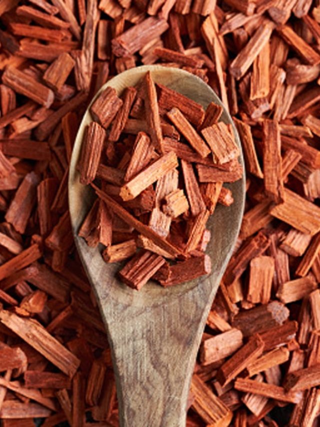 क्या कोई भी घर पर लगा सकता है चंदन का पेड़? एक से ही हो जाती है लाखों की कमाई