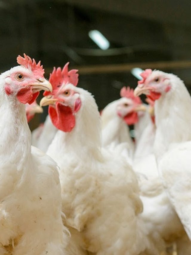 मुर्गी पालन करना है... तो ये हैं 4 टॉप की नस्लें, होगी बंपर कमाई