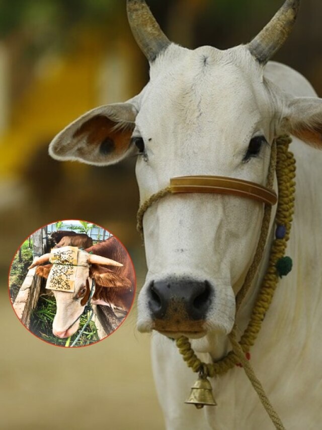 गाय के सिर पर टेप क्यों चिपका रहे हैं लोग? काम की है ये ट्रिक
