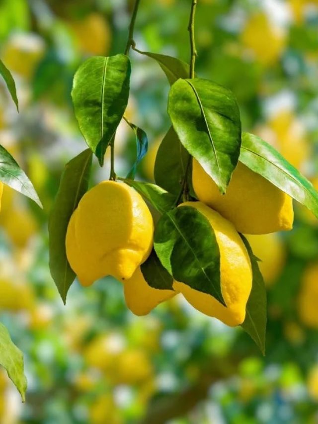 नींबू की पैदावार बढ़ानी है तो अपनाएं ये फार्मूला, मिलेगा 100% रिजल्ट