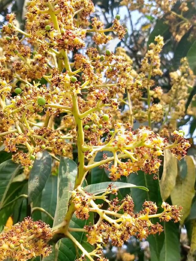 आम के मौर पर कीटों का खतरा, इन उपायों से करें बचाव