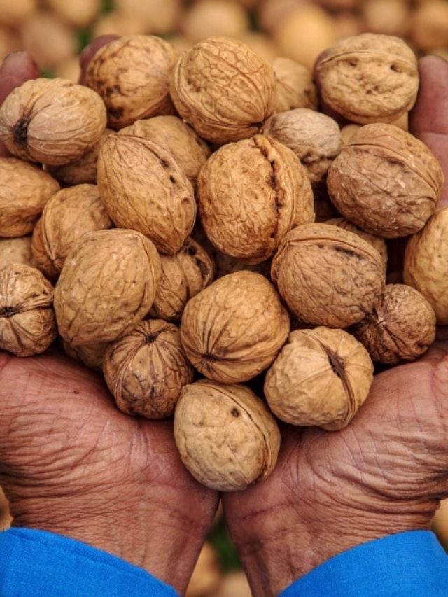 रोज सुबह उठकर महिलाएं जरूर खाएं ये एक ड्राई फ्रूट, बुढ़ापा रहेगा दूर