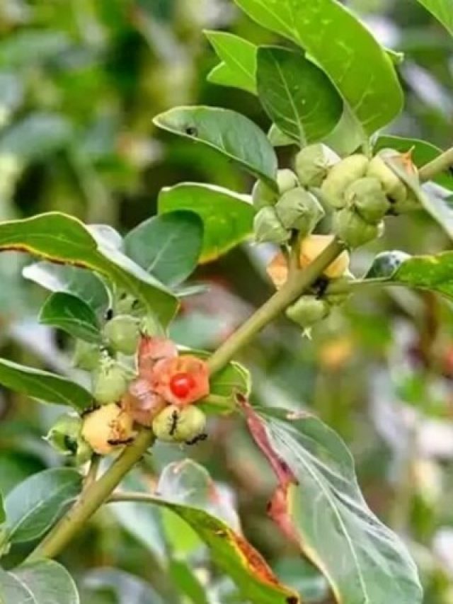 खोखली हड्डियों को ठोस बना सकते हैं ये 'फूल', शुगर के मरीजों के लिए भी वरदान!