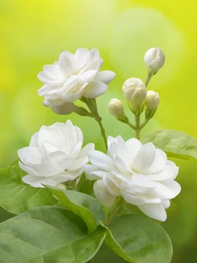 मोगरे के पौधे में डाल दें यह सस्ती चीज, आएंगे अनगिनत फूल