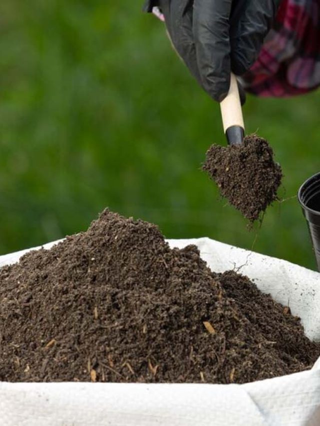 मिट्टी में डालें ये जादुई खाद, हरे-भरे हो जाएंगे पौधे, आसान है बनाने का तरीका