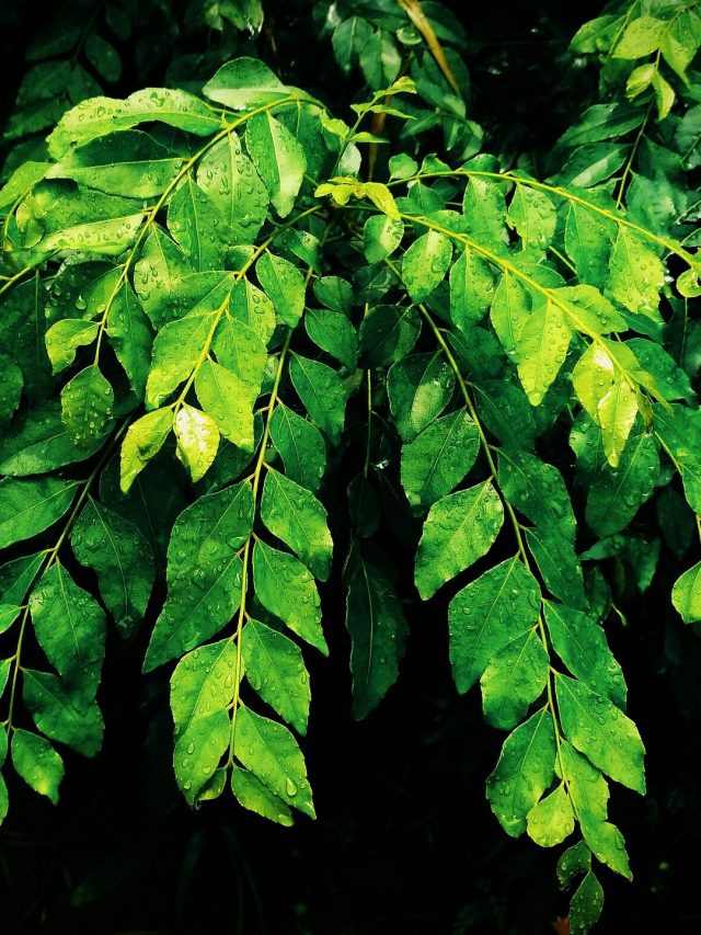 শুধু ঢেলে দিন এই জল, শুকিয়ে যাওয়া কারি পাতা ভরবে সবুজ পাতায়