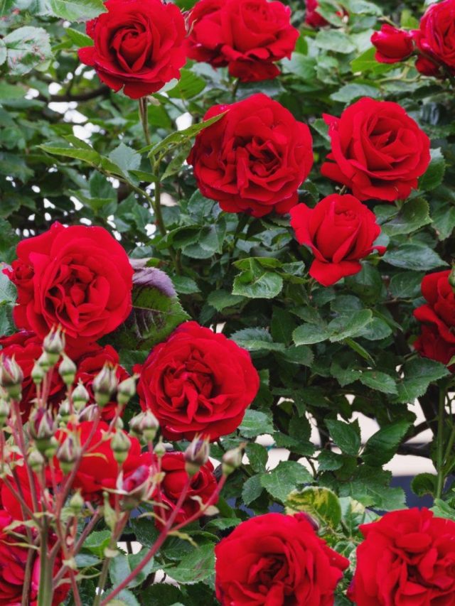 गुलाब के पौधे में नहीं आ रहे फूल? फॉलो करें ये सीक्रेट टिप्स