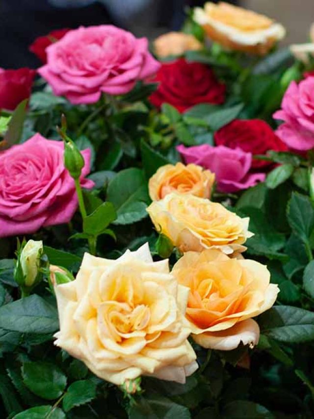 सूखते गुलाब के पौधे को बचाना है तो अपनाएं ये आसान तरीके