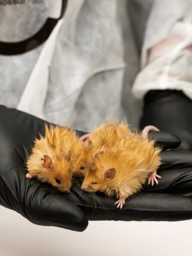 'Jurassic Park 2.0': First-ever woolly mice engineered, will world get mammoths next?