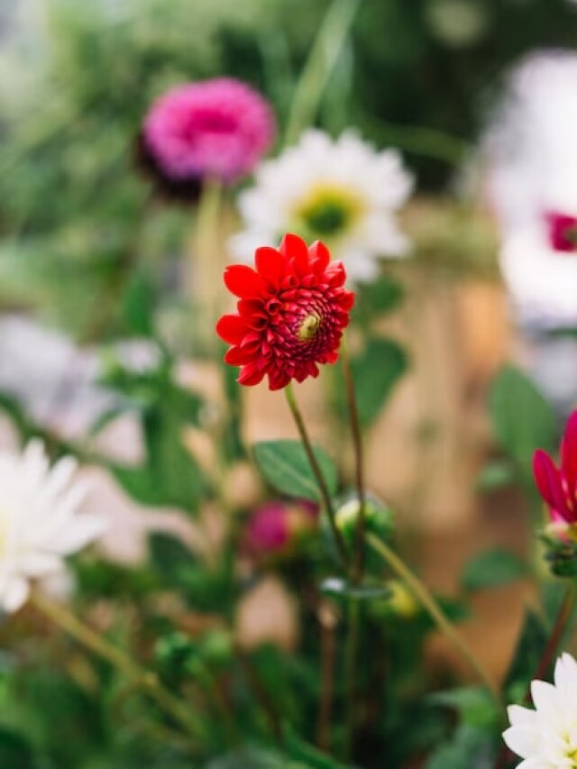 गर्मियों में भी फूलों से भरा रहेगा आपका गार्डन, घर में लगा लें ये पौधे