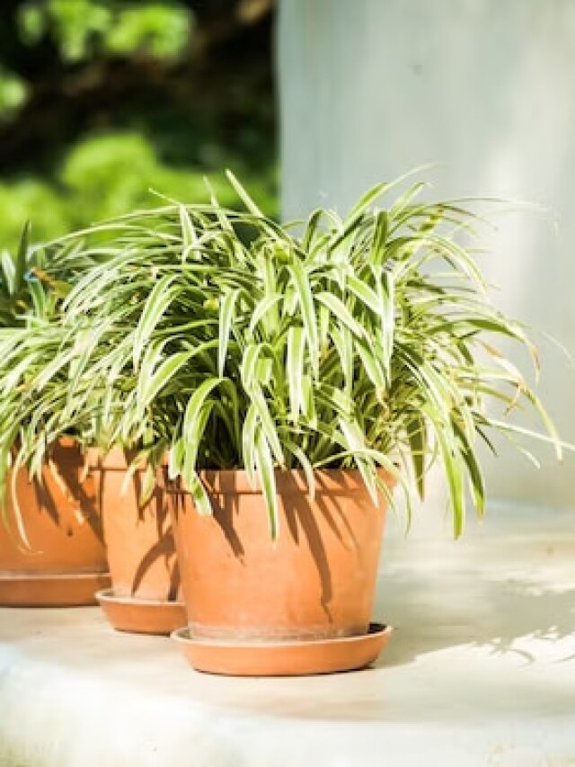 गर्मियों के लिए क्या तैयार हैं आपके गमले? फॉलो करें ये काम के टिप्स