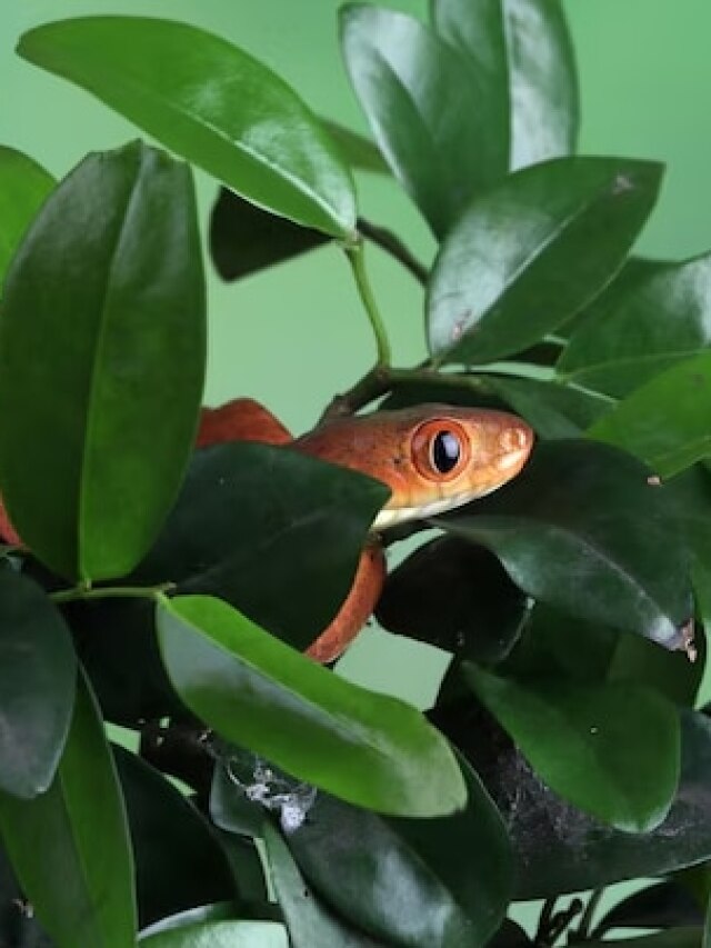 गर्मियों में ये पौधे बन सकते हैं सांपों का अड्डा, देखें कहीं आपके घर में तो नहीं!