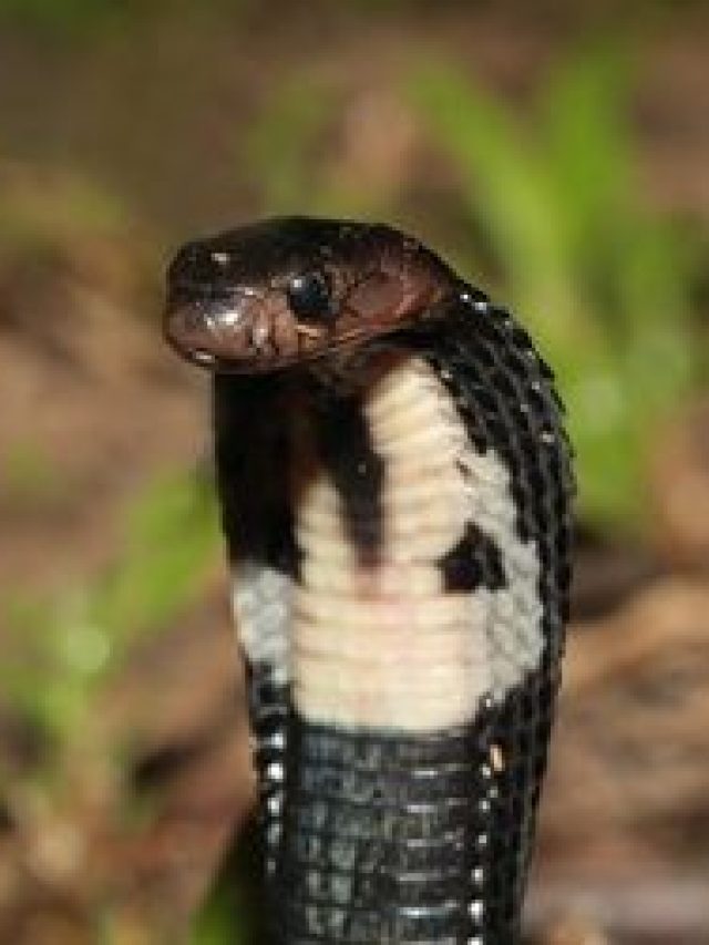 পকেটে এই জিনিস থাকলে, সাপ ধারেকাছে ঘেঁষে না!