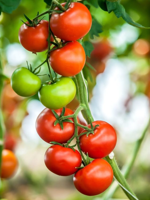 गमले में डालें ये सस्ती-सी सफेद चीज, टमाटर से लद जाएगा पौधा