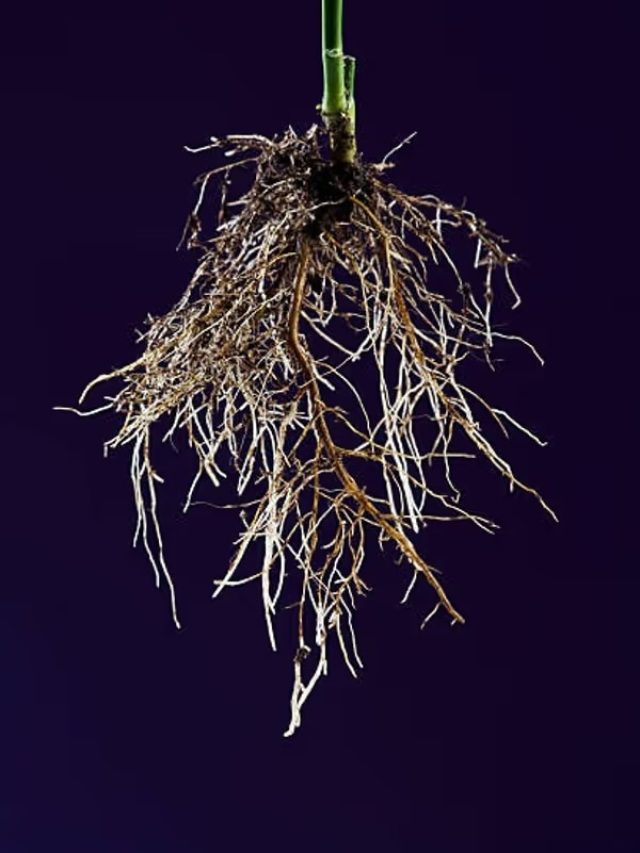 বাড়ির এখানে রাখুন তুলসীর শিকড়, টাকা উপচে পড়বে