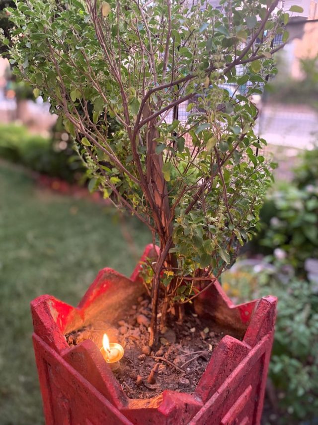 रंगभरी एकादशी पर करें तुलसी से जुड़ा एक काम, जल्द से जल्द बन जाएंगे धनवान