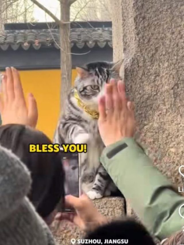 यहां मंदिर में पुजारी की जगह बिल्ली देने लगी आशीर्वाद, वीडियो हुआ वायरल