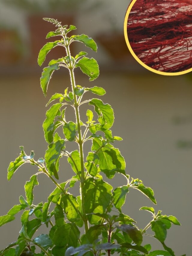 चैत्र अमावस्या आज के दिन तुलसी को चढ़ाएं ये चीजें, मां लक्ष्मी प्रदान करेंगी धन दौलत